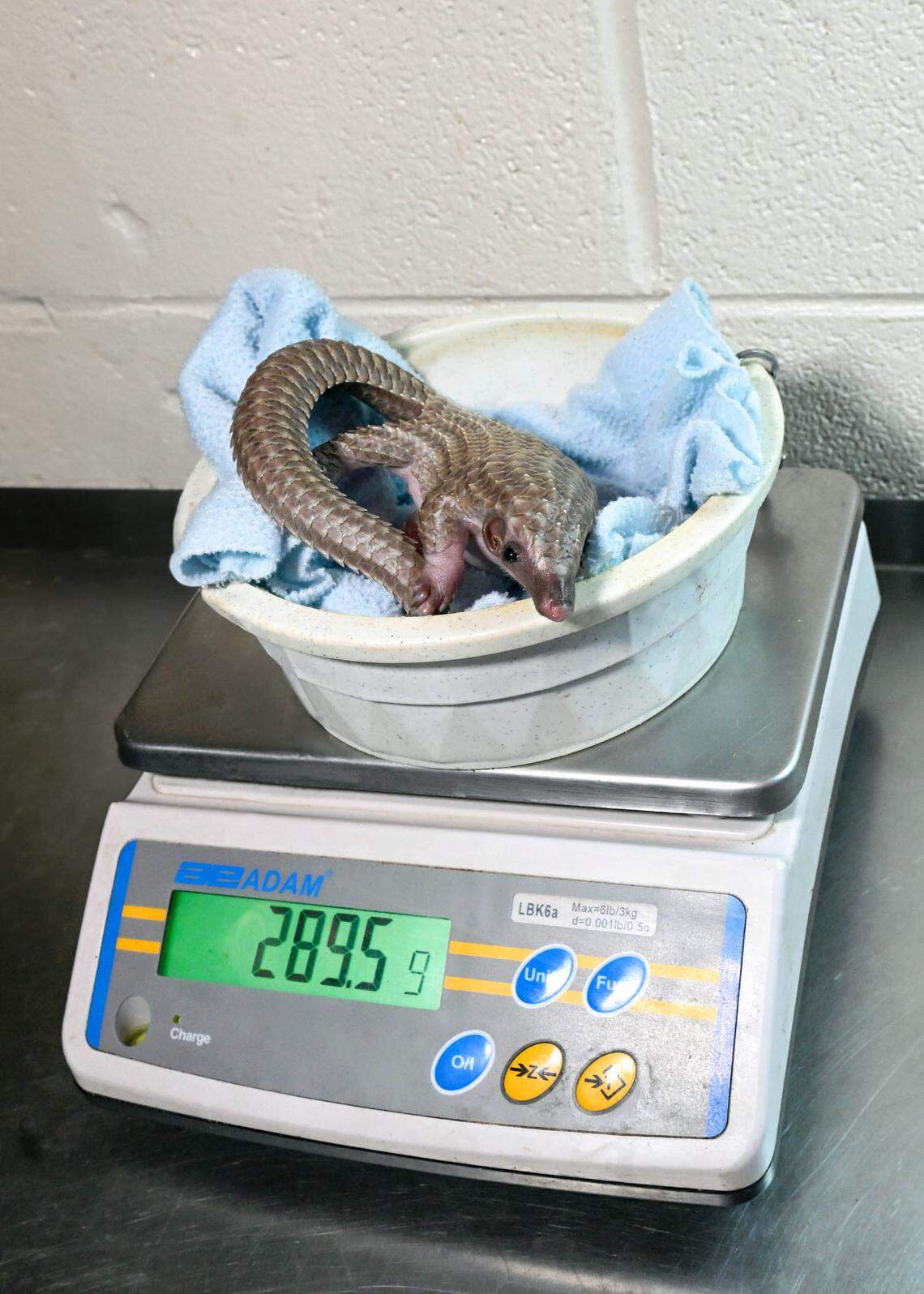 The newborn pangolin pup is weighed at the Brookfield Zoo.