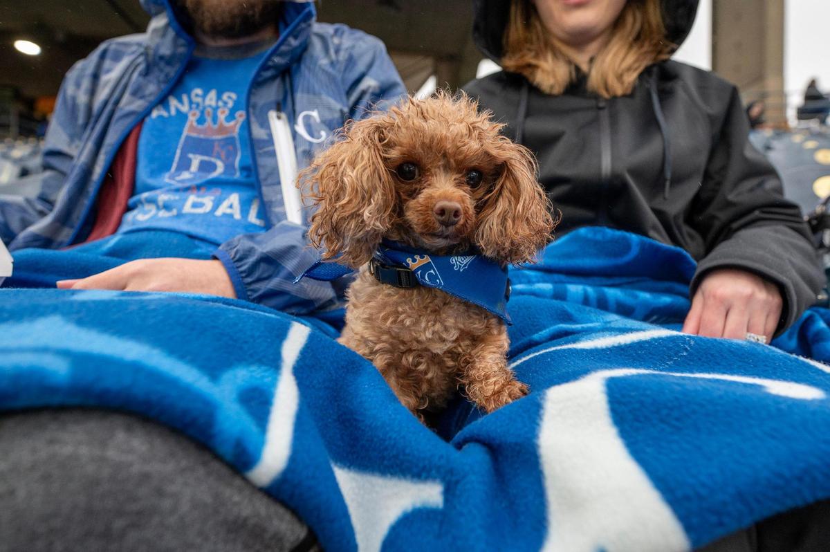 A dog named Rouge sits in-between her owners Deven Corella and Sara Corella during Bark at the Park at an MLB game between the Kansas City Royals and the Baltimore Orioles on Friday, April 4, 2025, at Kauffman Stadium.