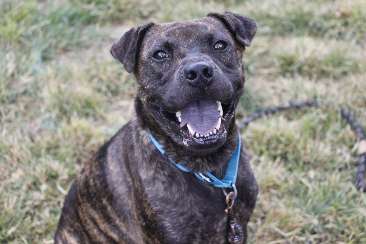Baloo