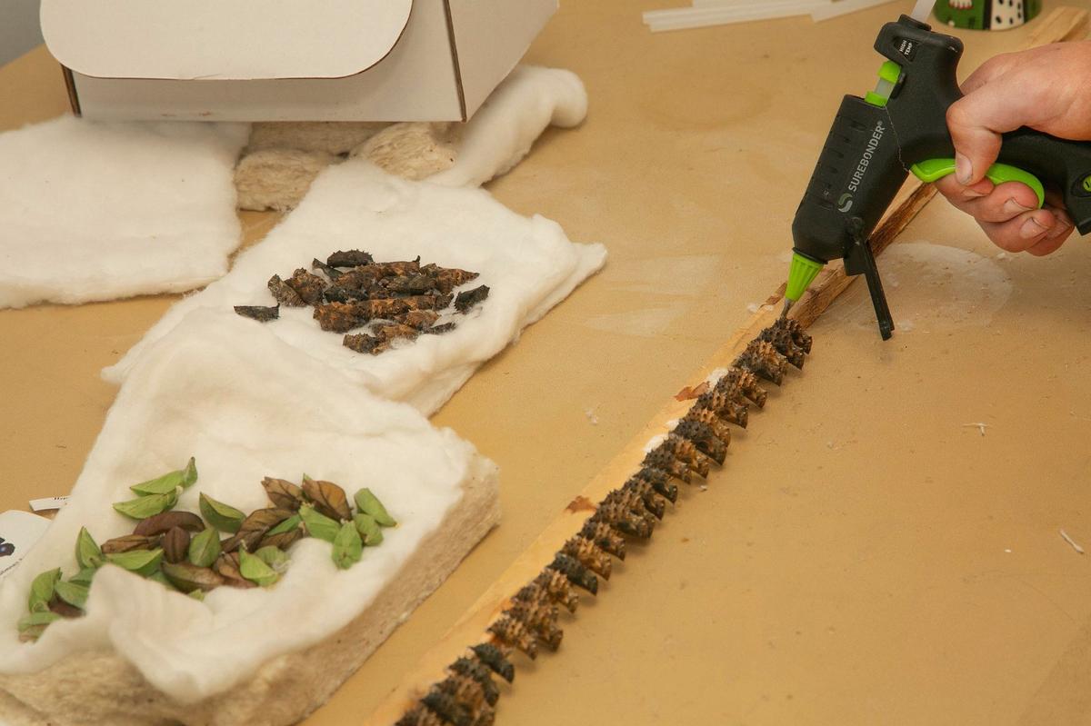 Chrysalises are attached to a board to be hung in the emergence chamber with a small drop of glue from a hot glue gun.