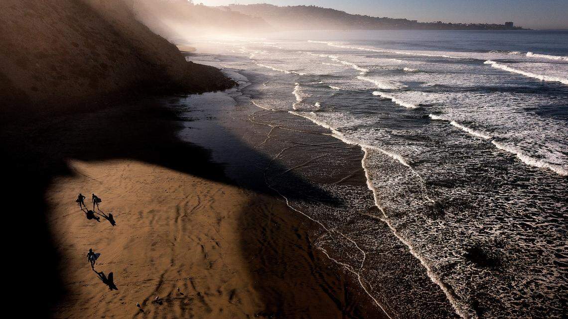 She Found a ‘Purple Mushroom’ on the Beach. It Was an Animal