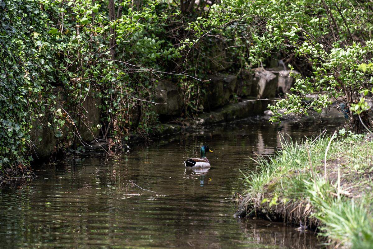 A duck swims along Negro Creek ion Monday, April 13, 2026, in Overland Park.