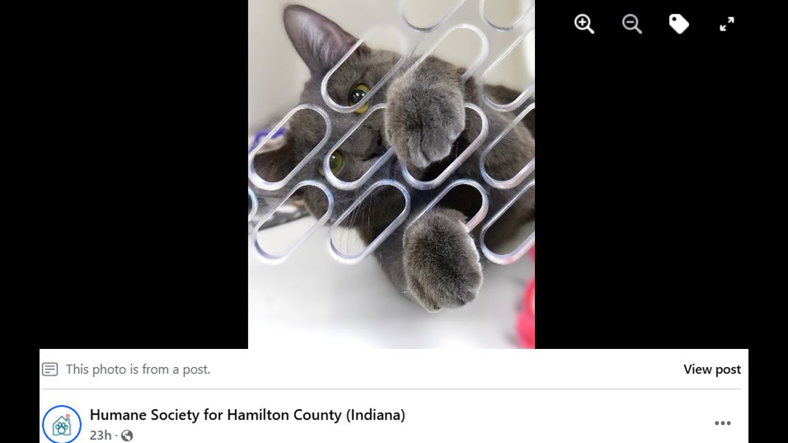Gizmo reaching through the kennel.