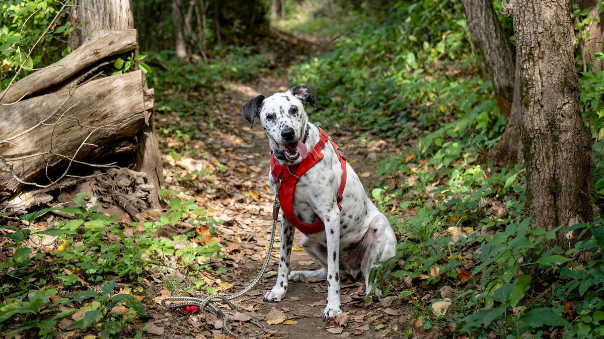My pup Abe loved getting outside and sniffing to his heart’s content along the River Trail on the Blue River Parkway Trail system in Kansas City. Dogs are allowed on the trails as long as they are leashed and their owners dispose of waste properly.