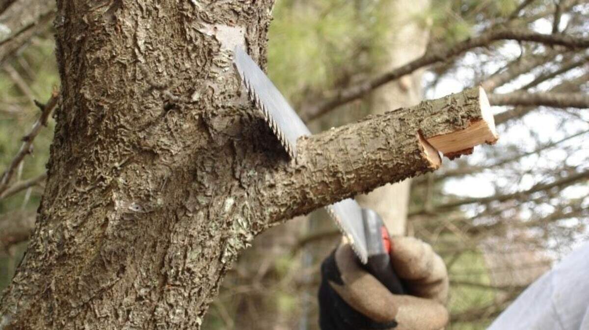 Make the cut slightly beyond the branch collar.