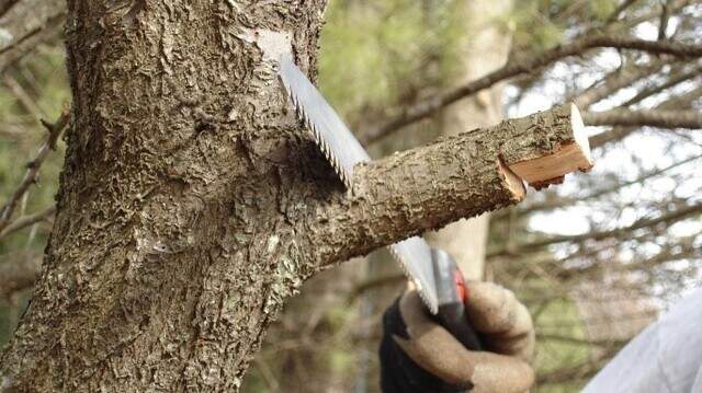 Knowing where and how to prune prevents injury to a tree | Kansas City Star