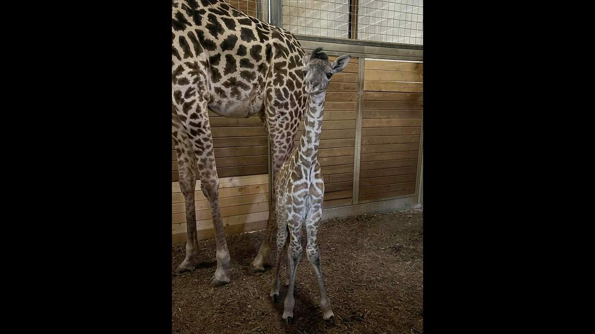 The Kansas City Zoo & Aquarium announced the birth of Aspen, a female giraffe who was welcomed into the world Dec. 29, 2025. The giraffe calf is in good health and has been enjoying time with the herd, the zoo said.