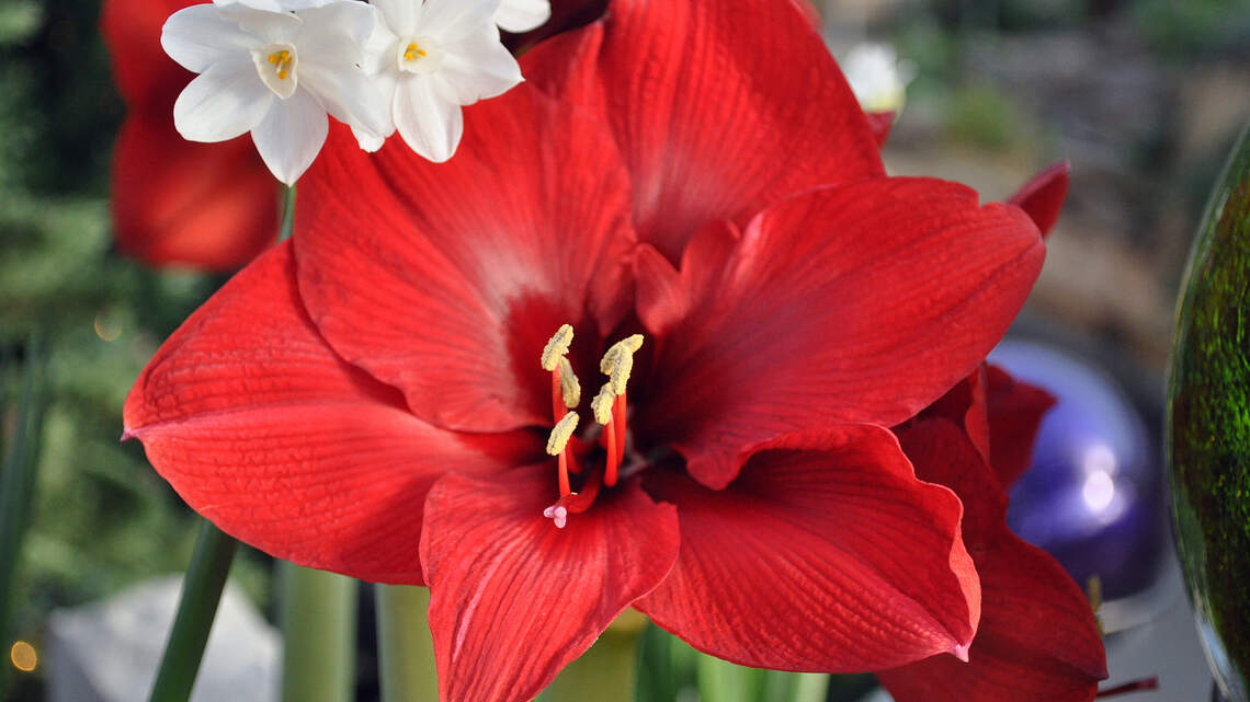 Amaryllis can be re-bloomed year after year. Here’s how to do it right