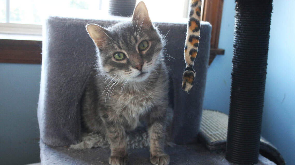 ‘We’re here for the animals.’ At this shelter, welfare of dogs and cats comes first