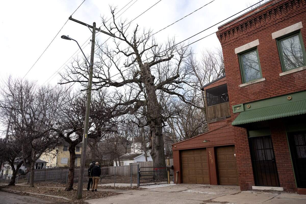 A 250-year-old bur oak tree stands in the Northeast neighborhood on Tuesday, Jan. 13, 2026, in Kansas City.