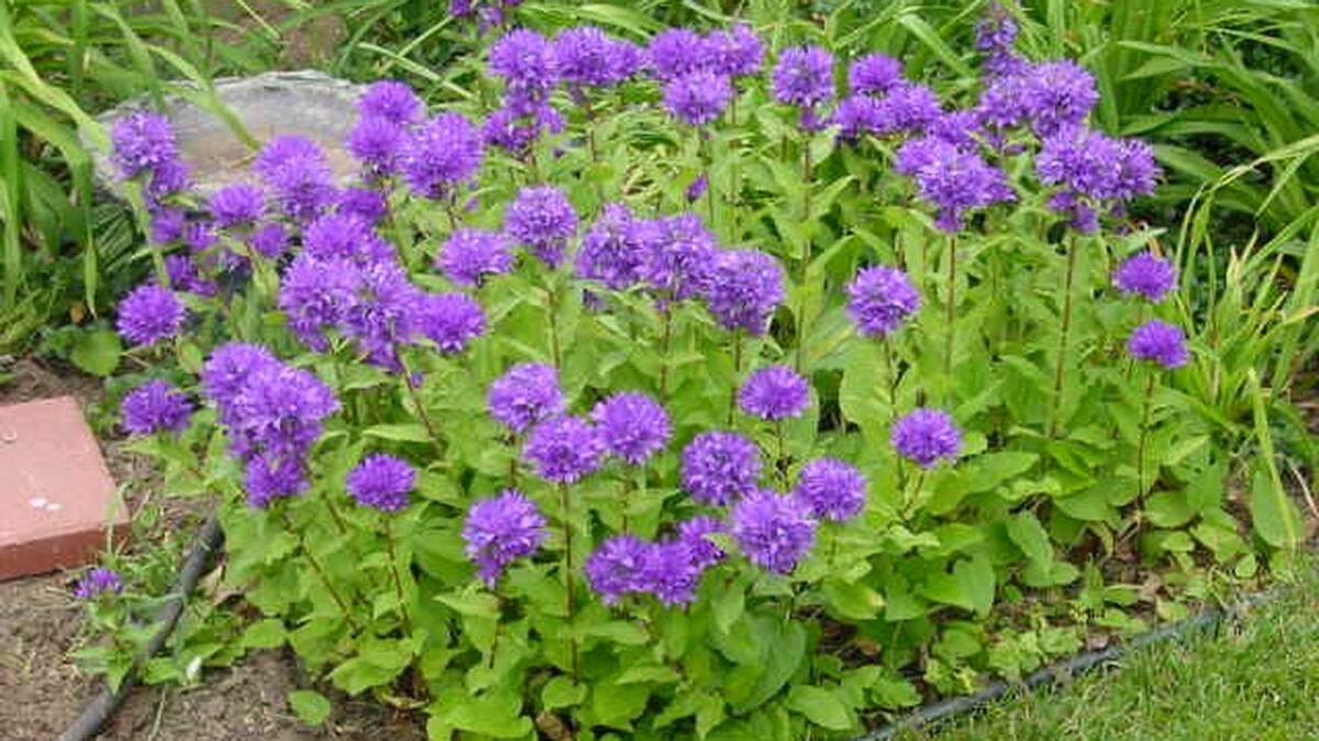 Campanula glomerata is tempting, with its bright purple hues. But beware its tendence to spread.