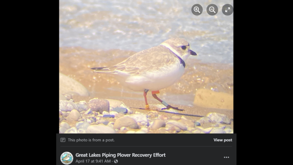 A piping plover named “gabbY” at Sleeping Bear Dunes National Lakeshore.