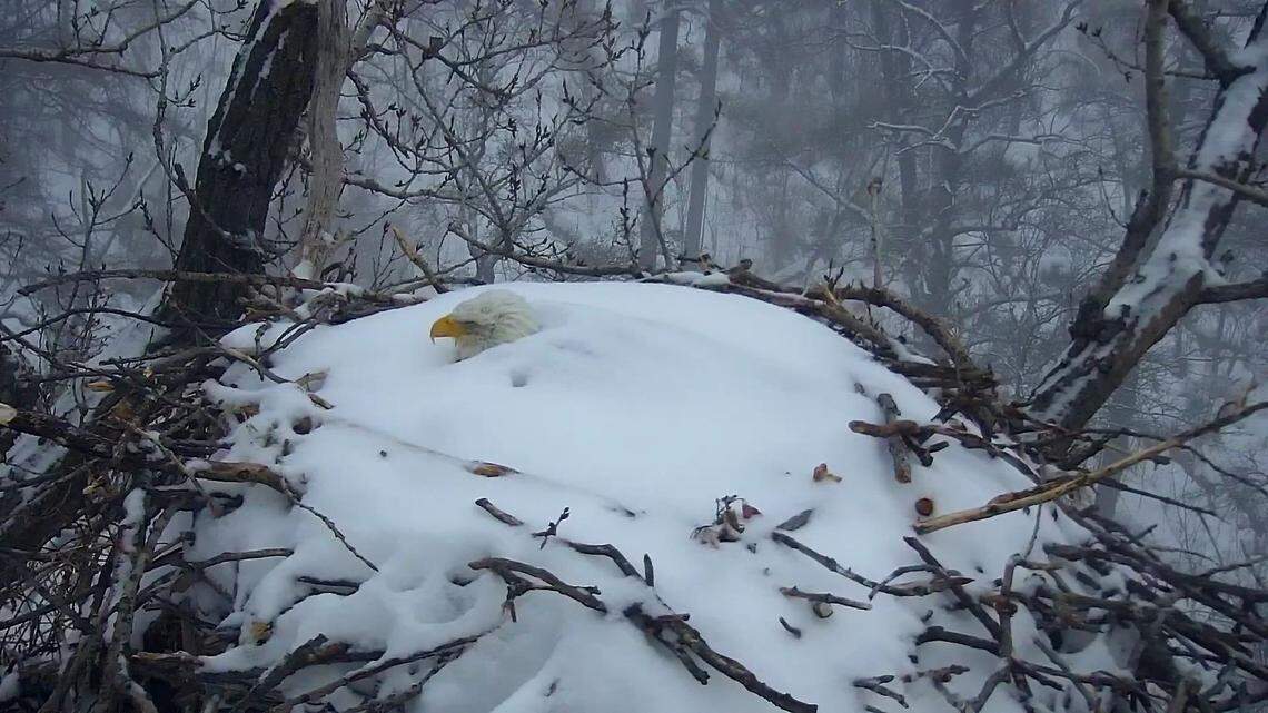 A nesting bald eagle was caught on camera covered in snow during a Minnesota storm on Feb. 23, 2023. The female bird has laid two eggs.