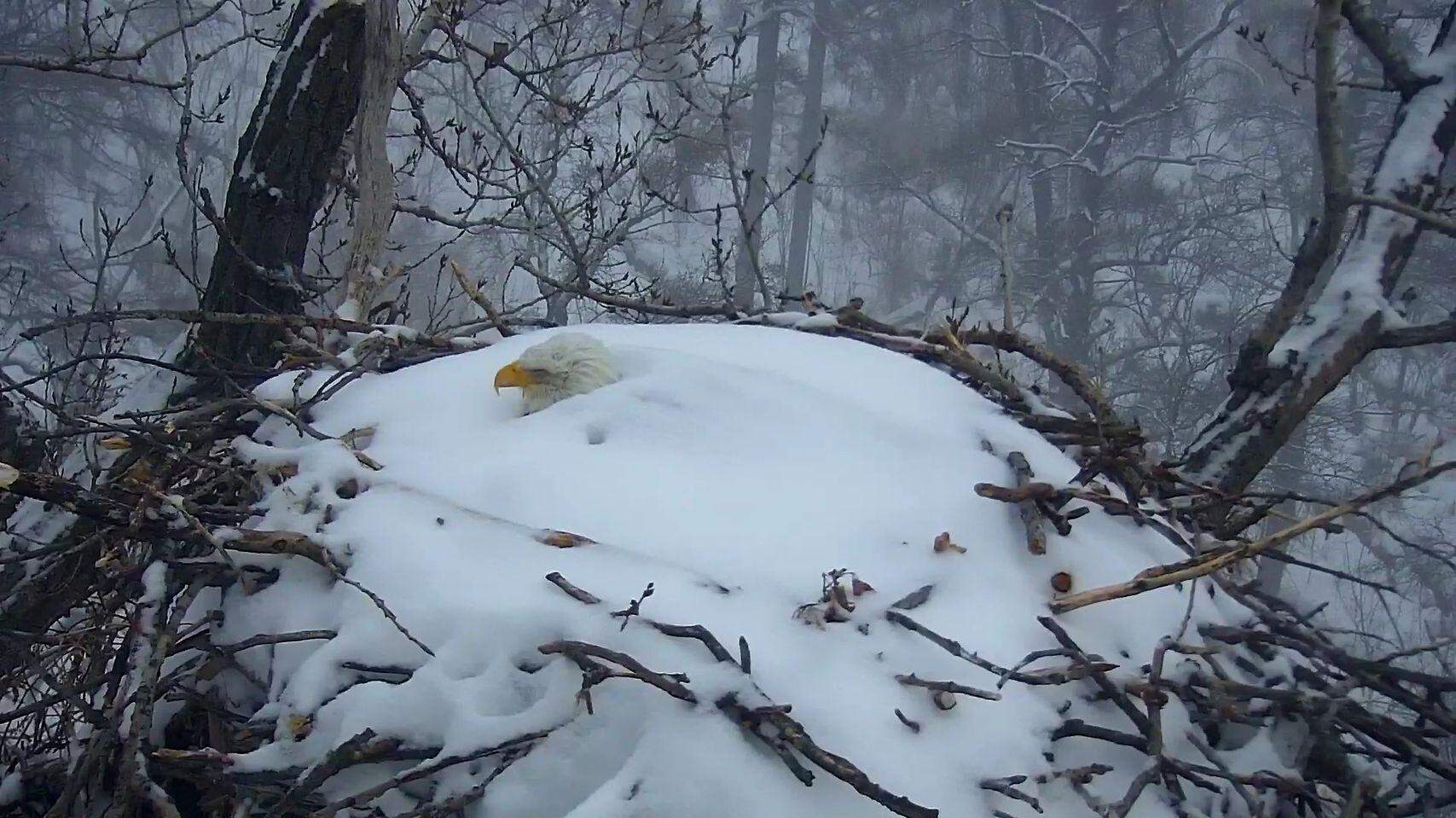 Bald eagle broods in snow-covered nest in Minnesota | Kansas City Star