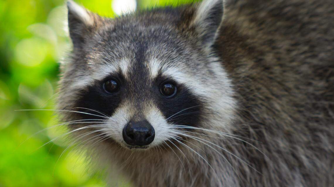 Someone took a captive pet raccoon into a bar in Maddock, North Dakota, leading Health and Human Services to issues a warning about potential rabies exposure.