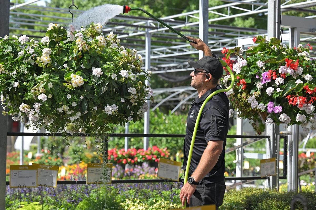 Jesse Nelson, store manager at Family Tree Nursery in Shawnee, uses a watering wand to deeply water hanging baskets filled with blooming annual plants on Wednesday, July 2, 2025. Nelson said the annuals thrive with frequent deep watering, fertilizer and pest control. Family Tree Nursery plants and sells thousands of annual hanging baskets and planters from their three locations in the Kansas City metro area.