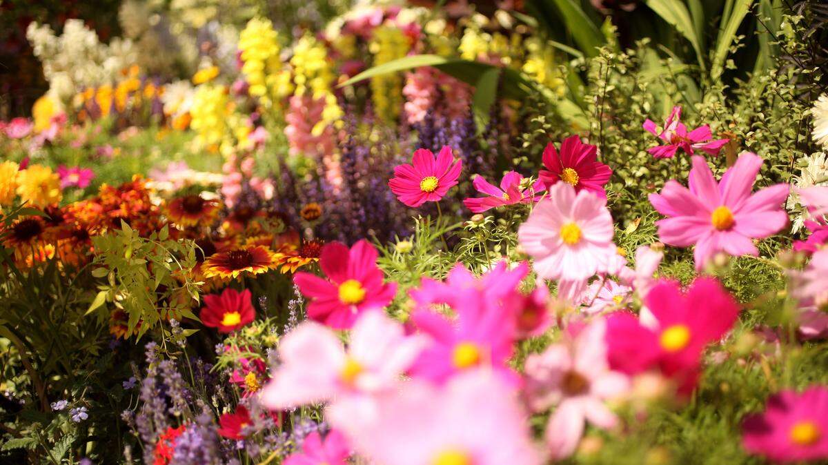 Budding flower garden