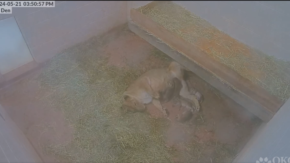 An African lioness went into labor on May 20 and gave birth to four cubs. Hours later, she surprised her caretakers.