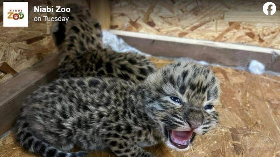 A zoo in Illinois has welcomed two Amur leopard cubs.