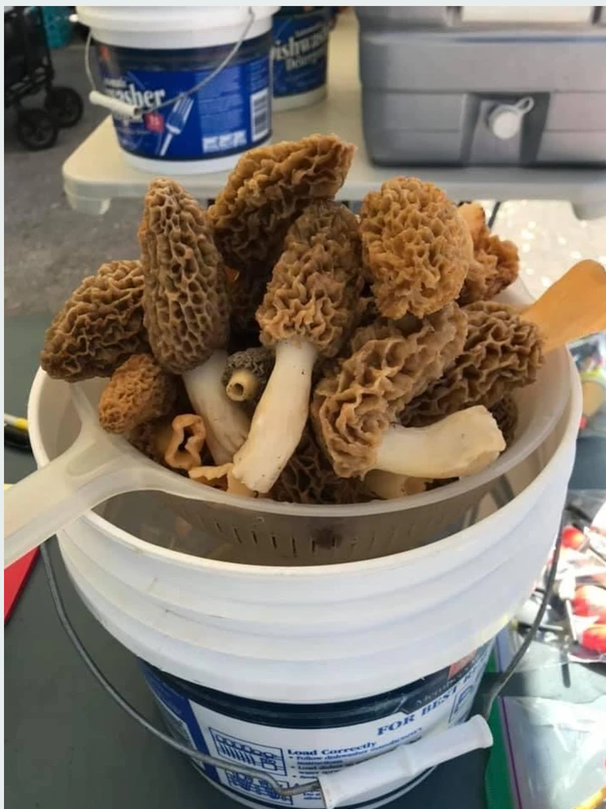 Mouth-watering morels go fast.