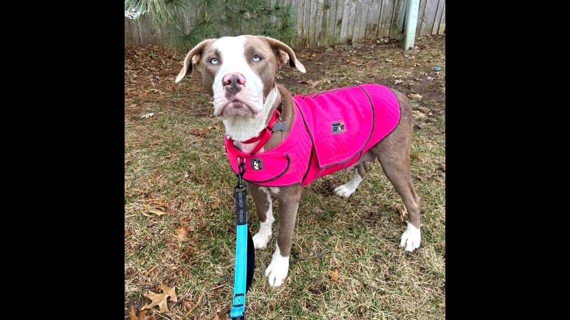 Who’s a good girl? Two dogs and one cat at Kansas City area shelters all fit the bill