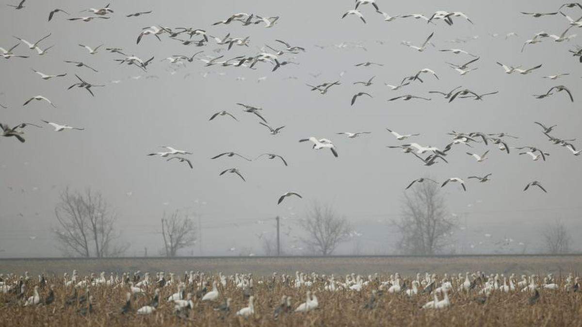 Officials in Illinois said at least 300 waterbirds, mostly snow geese, are suspected to have died of avian influenza.