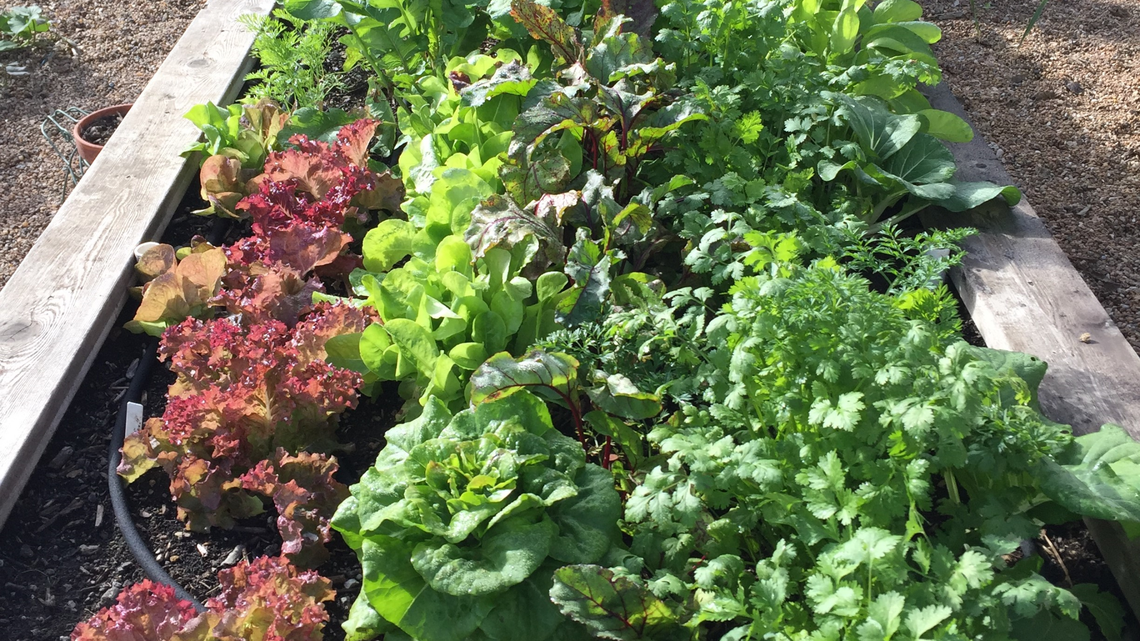 Being a cold-tolerant cool-weather crop, leaf, or bib-type lettuce can thrive in a traditional fall climate that is not unseasonably warm or cold.