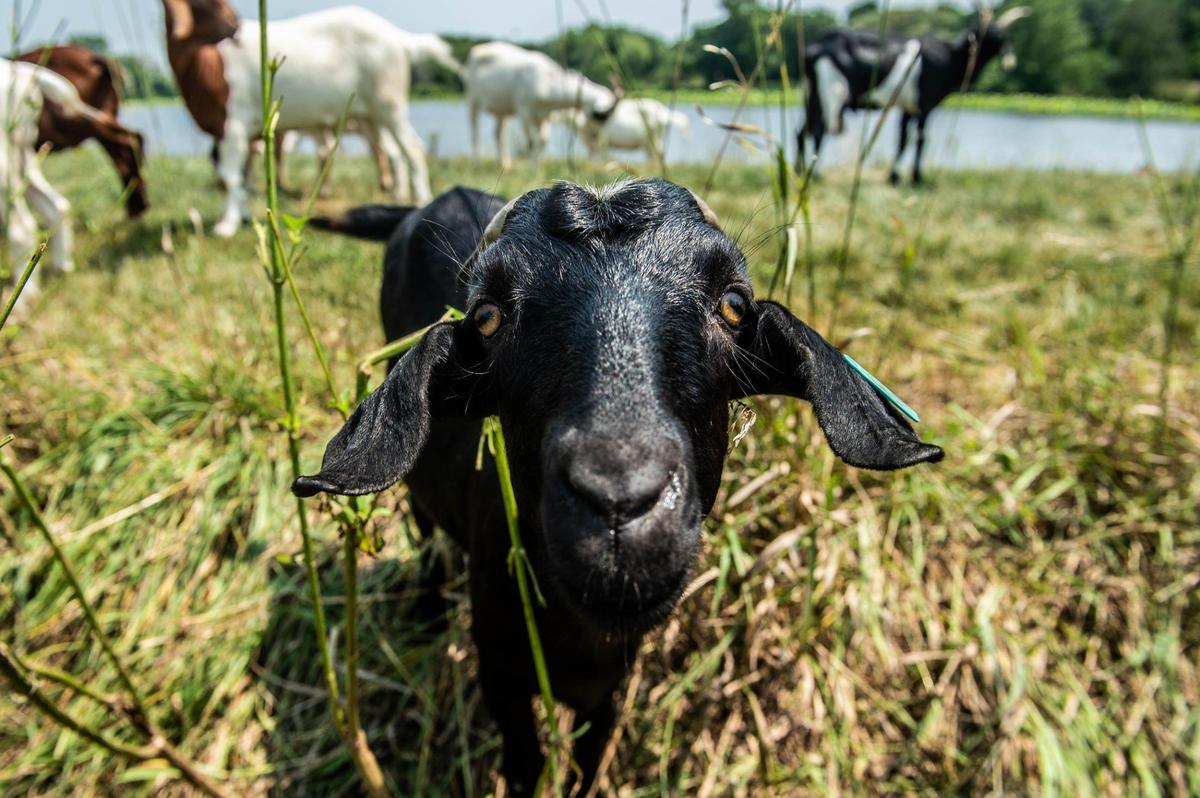 Goats on the Go uses goats to clear off weeds and brush on areas that are hard to mow.