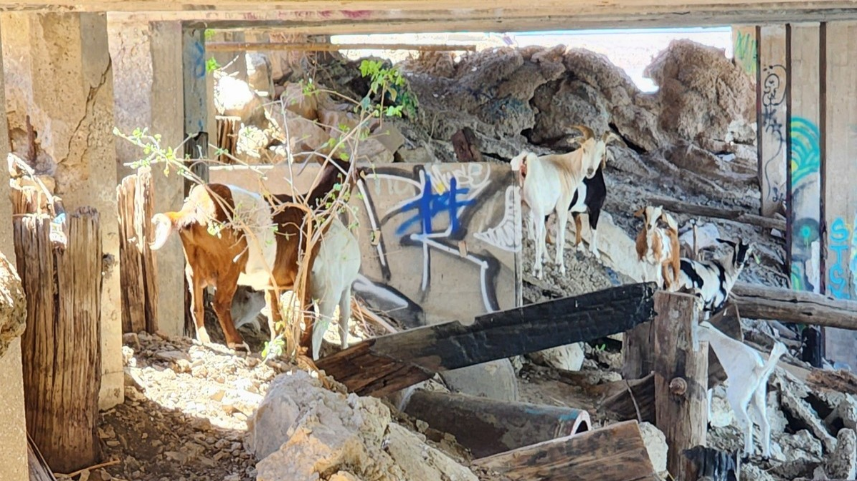 Free-roaming goats are seen under a large concrete slab on Kansas City’s riverfront near the Town of Kansas foot bridge on Thursday, Sept. 6. KC Pet Project’s animal services division has plans to capture the seven remaining goats after three were impounded in recent weeks.