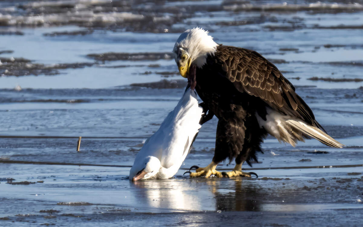 A bald eagle feeds on a dead snow goose on Friday, Dec. 19, at Loess Bluffs National Wildlife Refuge in Forest City, in northwest Missouri.