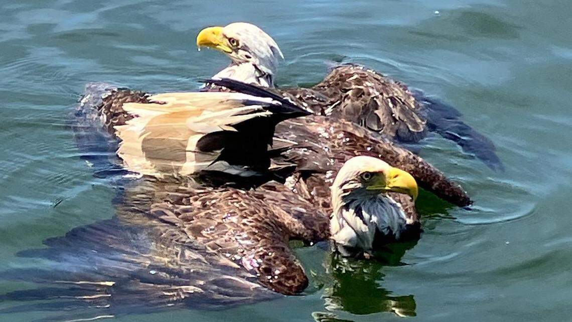 Eagles that were fighting midair became entangled and fell into Leech Lake, Minnesota cops say.