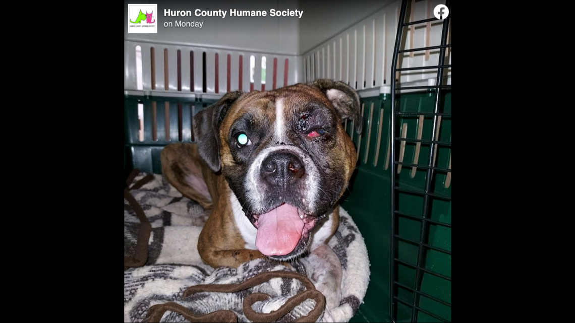 A brindle boxer named Lula was shot in the face in Norwalk, Ohio, police say. Screengrab from Huron County Humane Society.