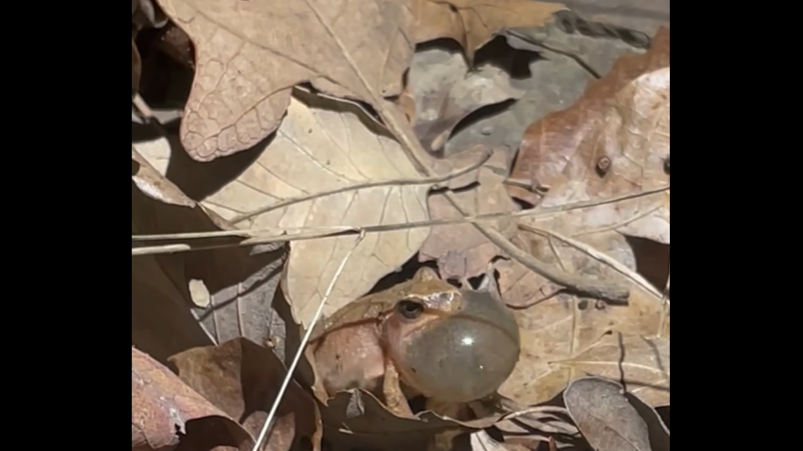 A male spring peeper calls out for a mate.