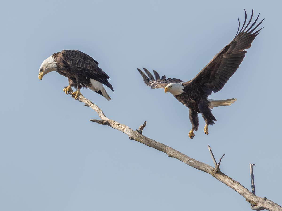 Apollo and Athena were reunited on Aug. 3. 