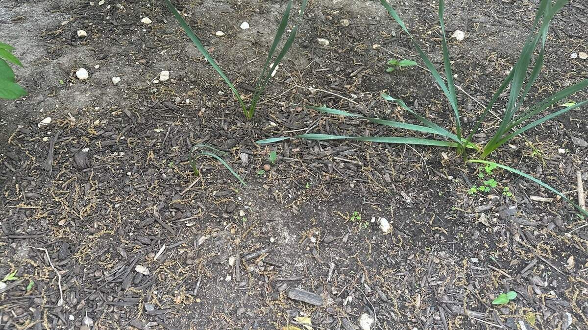 Sherry Kuehl calls this little plot of land in her yard her “death bed.” No plant wants to flourish there.