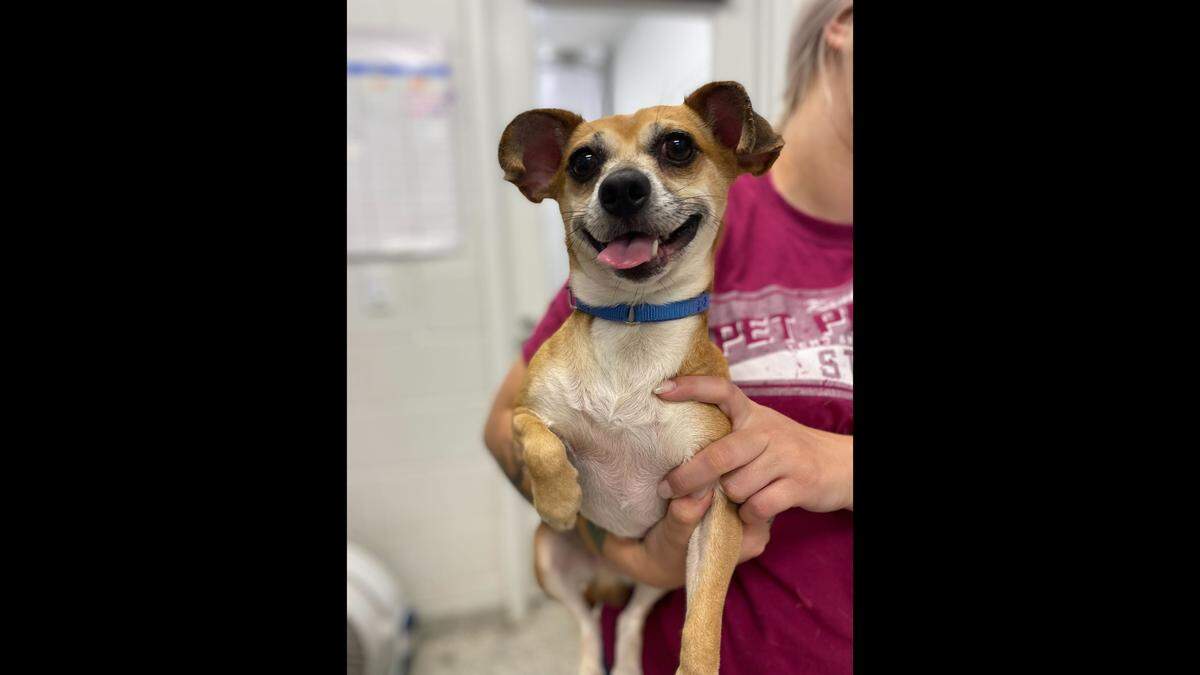 This Chihuahua was found near E 26th Street and Troost Avenue on July 3 and taken in by the KC Pet Project. He will be held for three more days as past of a mandatory five-day hold on strays before being put up for adoption.