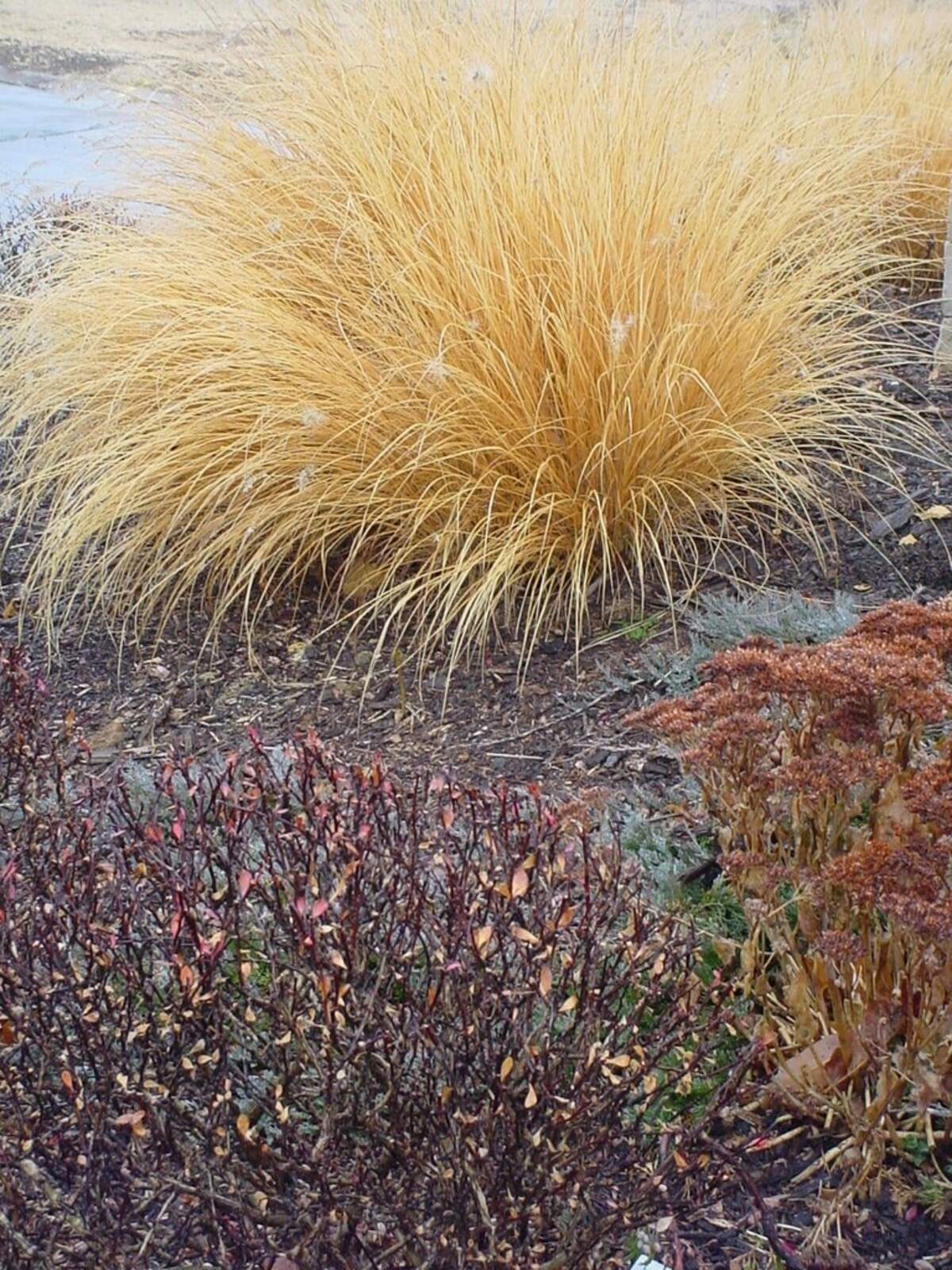 Fountain grass will add a lovely look to the winter landscape.