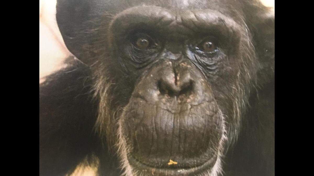 In ailing health, Blackie, one of the oldest female chimpanzees in zoo captivity, was euthanized on Nov. 16 at the Kansas City Zoo at age 55.