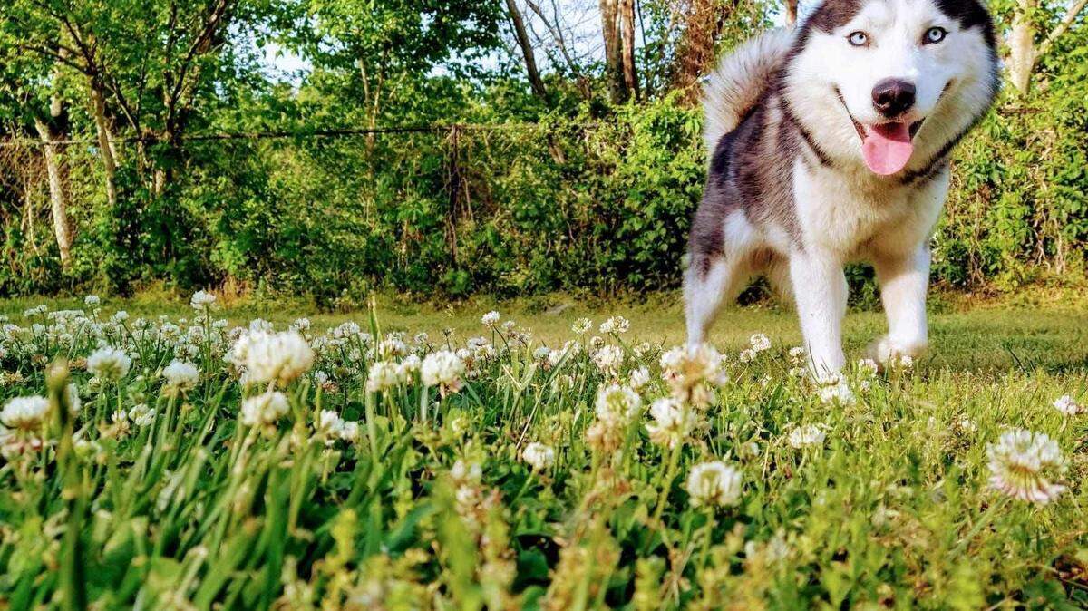 Ezra Adams’ Siberian husky Cosmo was lost for several days following a crash in Kansas City, Kansas, Monday.