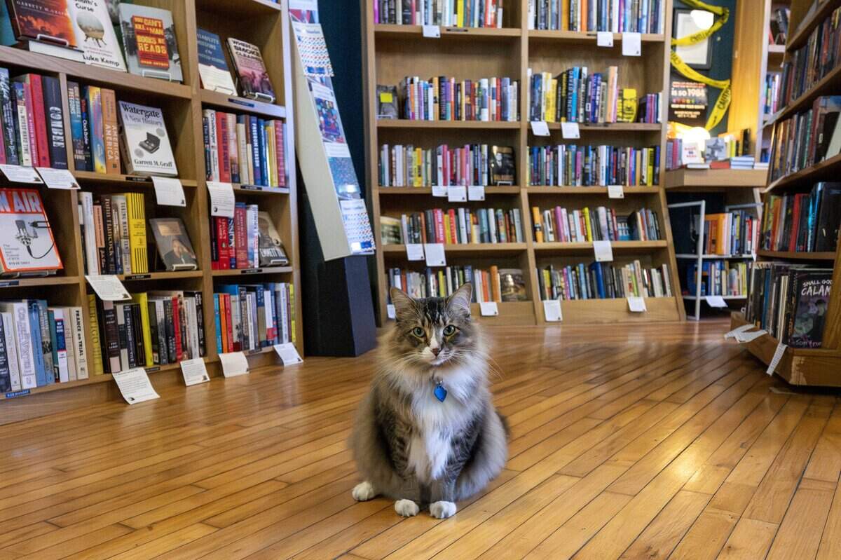 cat.me様　オーダーページ　5/29 Meet Lawrence's beloved shop cats on Mass. Street | Kansas City Star