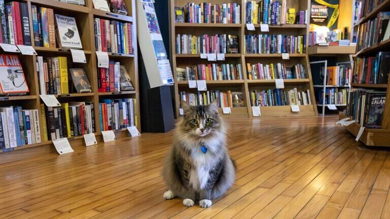 Meet the shop cats of Mass. Street, who charm Lawrence with merch & personality
