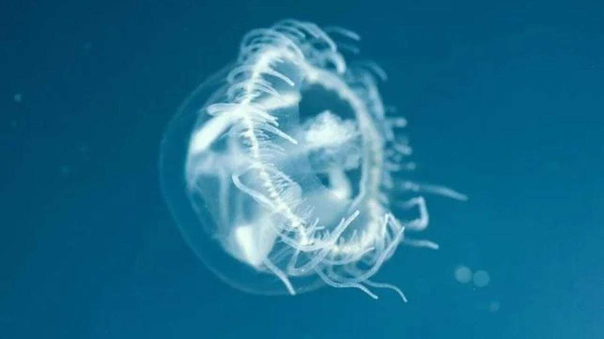 Freshwater jellyfish might come out in Missouri’s lakes and ponds, especially during September.