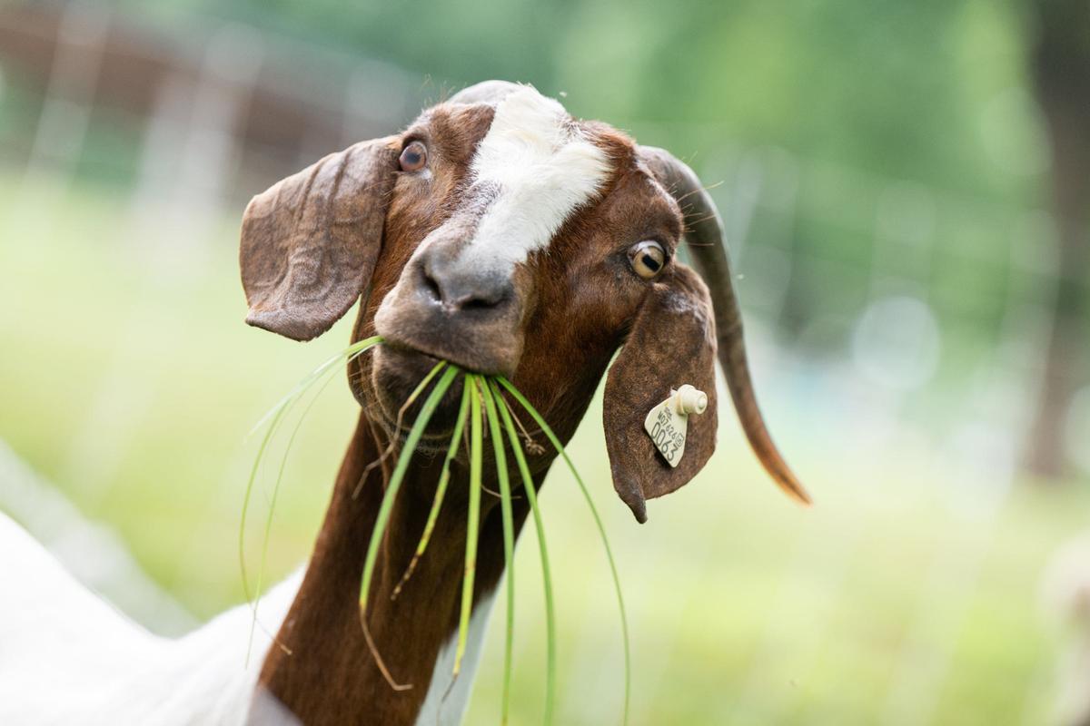 A female goat looks up from grazing at Sar-Ko-Par Trails Park in Lenexa. The goats are part of a herd owned by 2 Birds Farm that deploys them to clear vegetation in large lots. The grazing business is called Goats on the Go Joco.