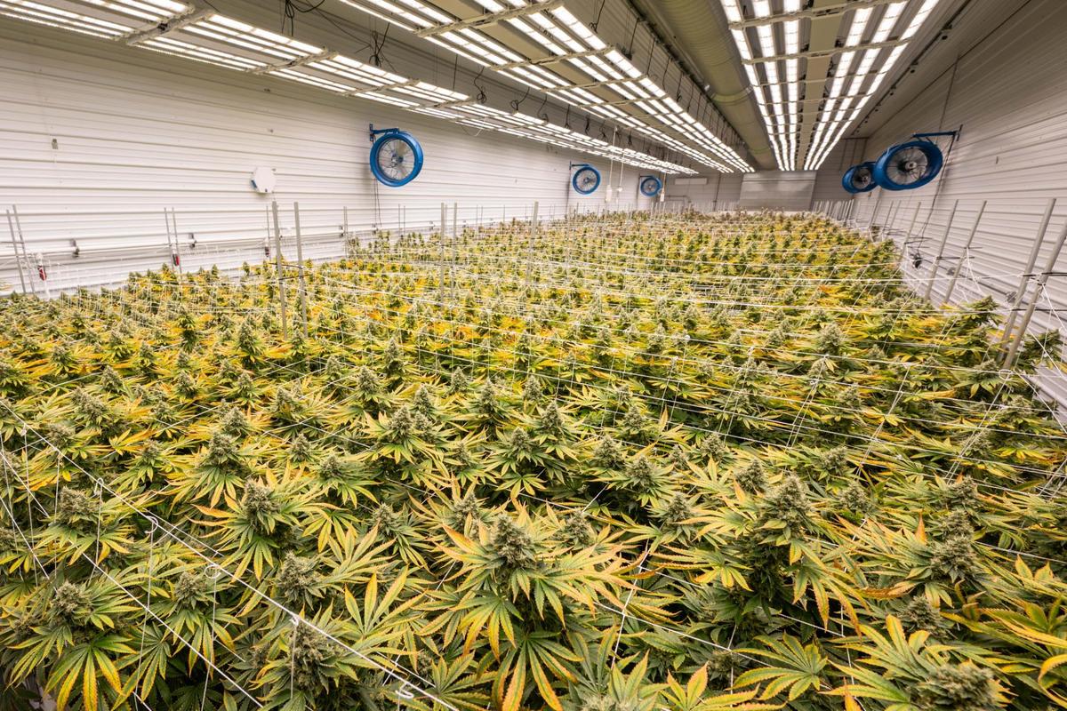 Marijuana plants in the flowering stage fill a room at the farm and production facility of Illicit Farms on April 30.