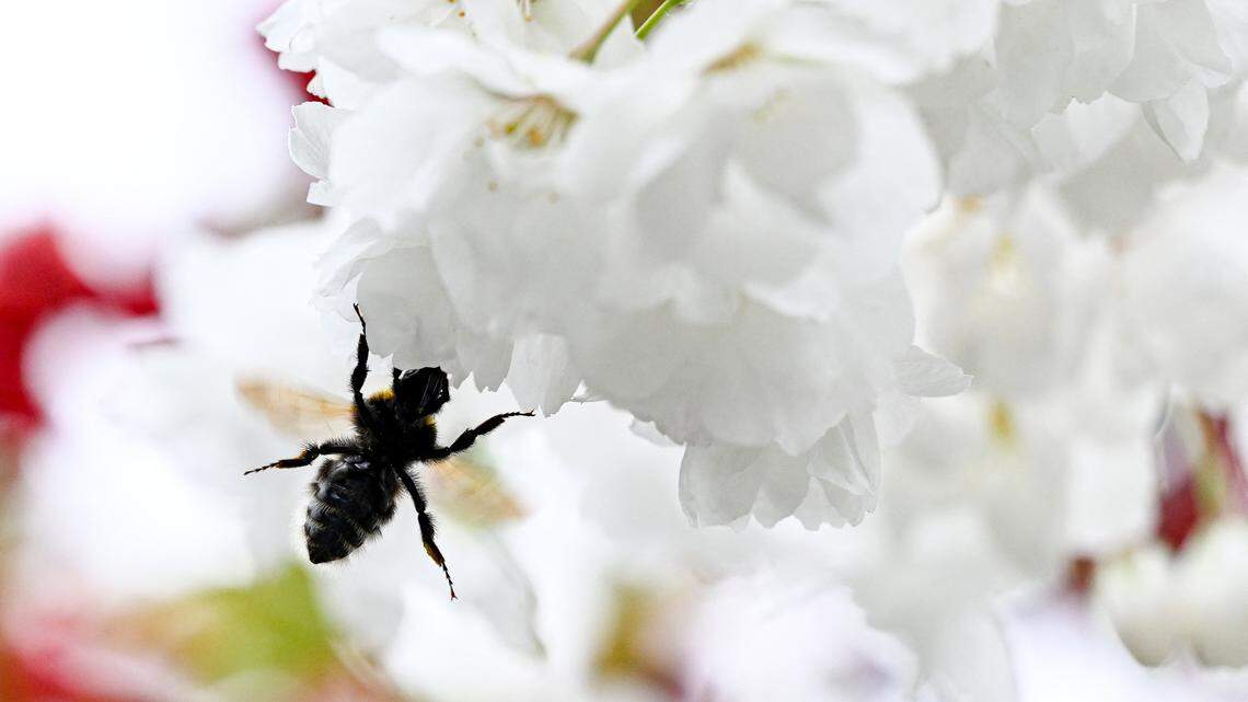 How to Get Rid of Wasps in Your Yard: 8 Simple DIY Hacks That Actually Work