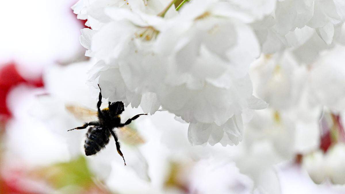 A bee landing on a flower.