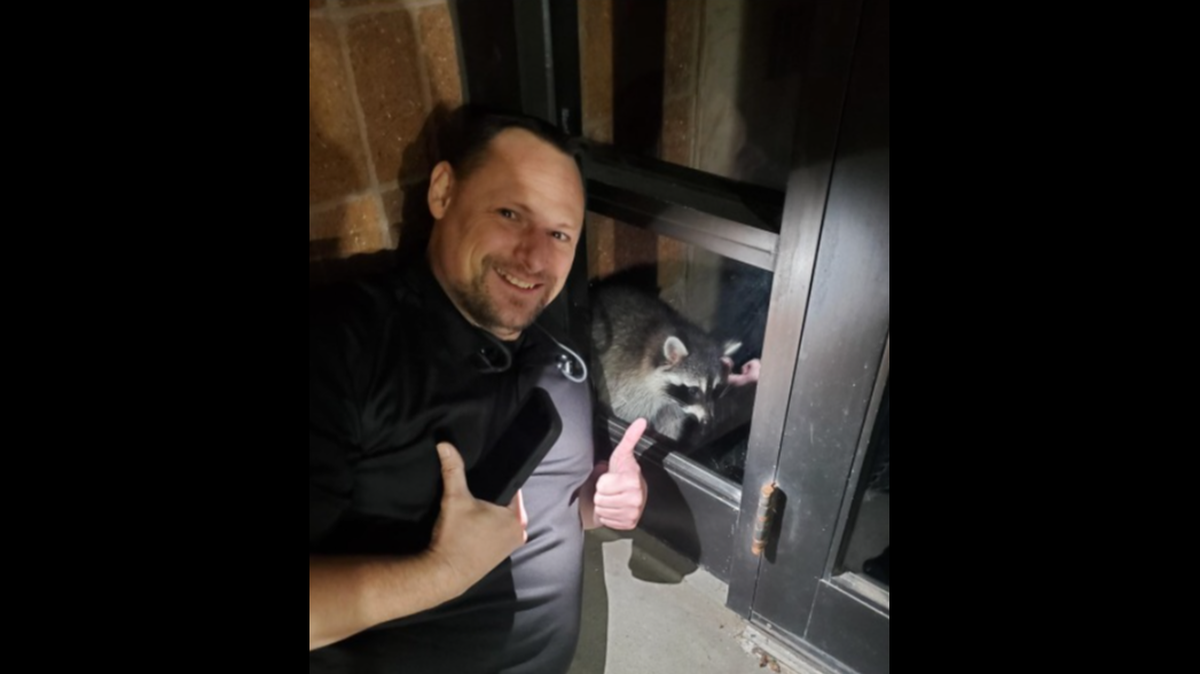 A raccoon attacked a custodian at the Clay County Sheriff’s Office early Thursday, but was captured with help from dispatchers.