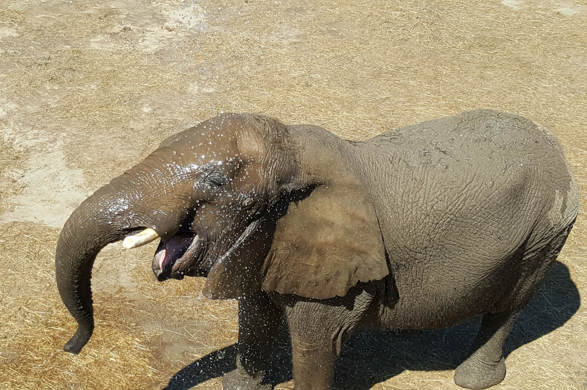 Lois, a 47-year-old African elephant, was euthanized Tuesday after escalating health issues. She lived at the zoo for over 40 years.