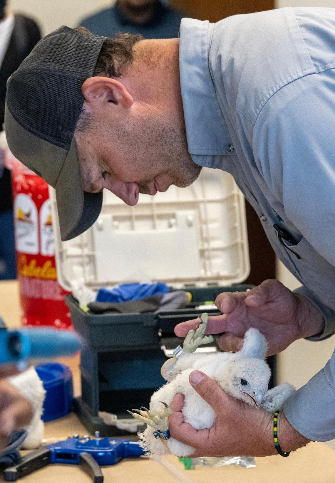Micah Glover, a wildlife technician with the USDA, inspected the banded the leg of a Peregrine falcon chick on Thursday, May 15, 2025, in Kansas City.