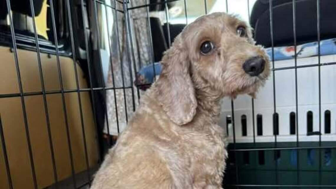 Missouri leads the country in puppy mills. Our shelters pay for it | Opinion